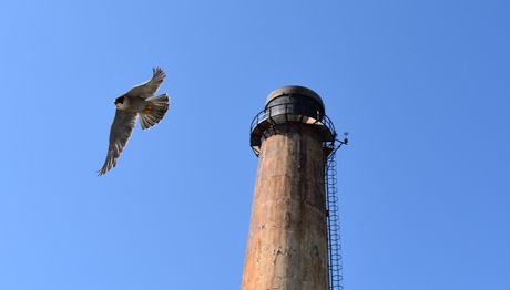 Peregrine Falcon_In_Flight_3_460x262