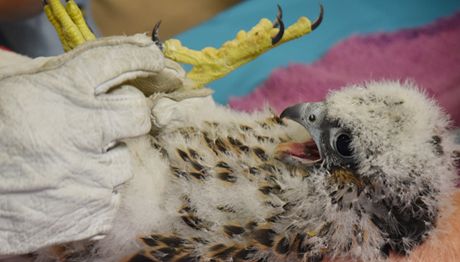 PeregrineFalcon_10_262