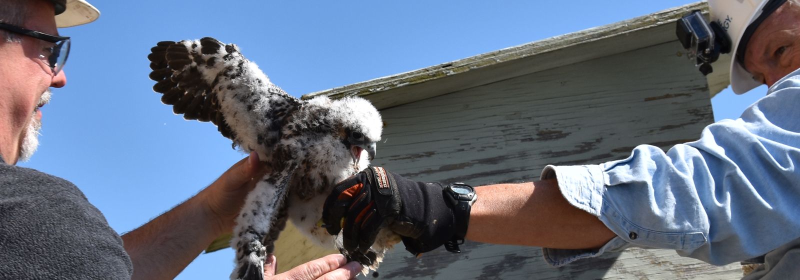 Power plant’s falcon chicks are banded together