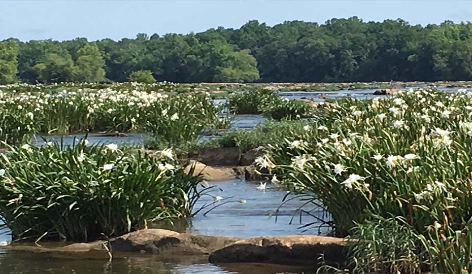 Rare spider lilies beckon on the Catawba River | Duke Energy | illumination