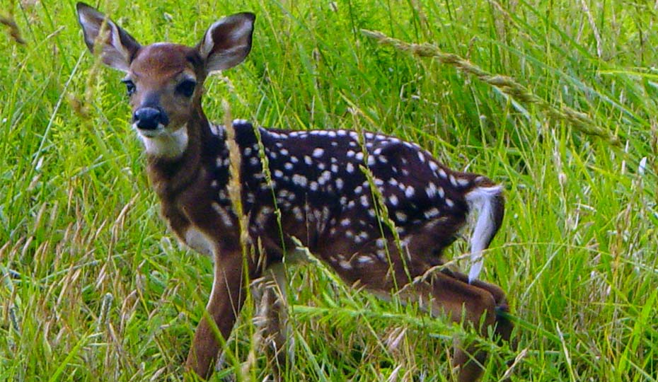 20171025_Harris deer DSC02336