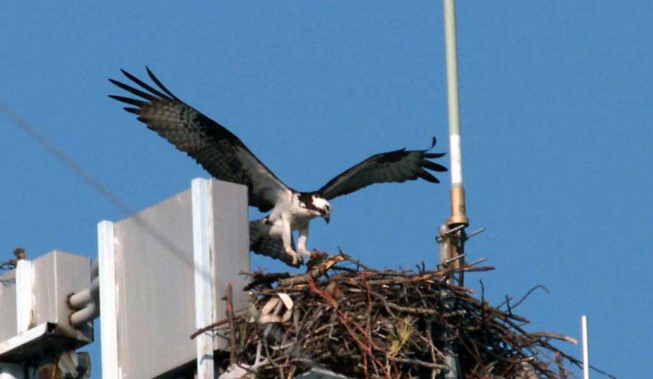 20171025 Catawba Osprey P4239447
