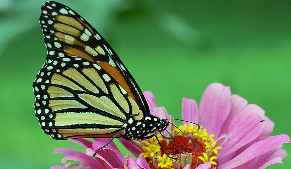 20171025 Oconee butterfly 4
