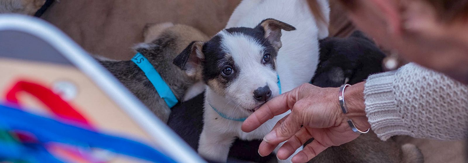 Woof, woof! Puppies on parade at pet fair