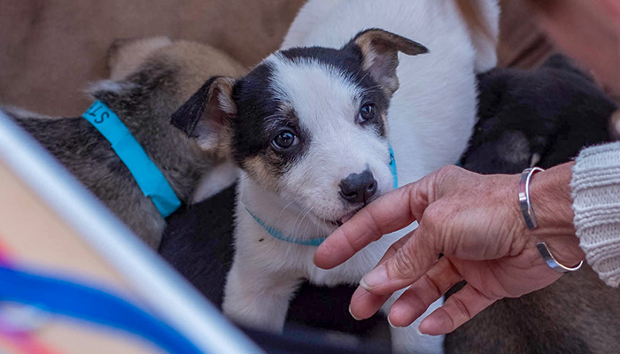 PS01-2018-0327-mns-pet-fair