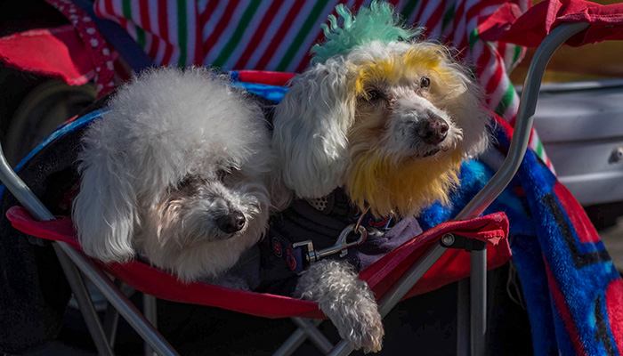 PS02-2018-0327-mns-pet-fair
