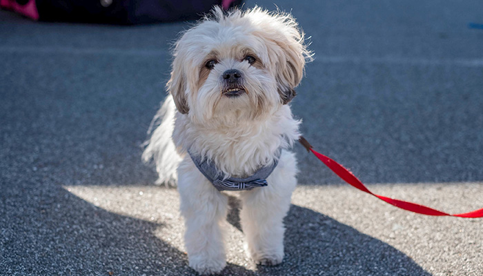 PS05-2018-0327-mns-pet-fair
