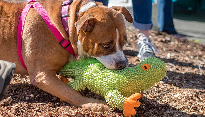PS08-2018-0327-mns-pet-fair