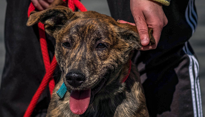 PS11-2018-0327-mns-pet-fair