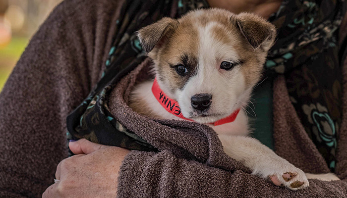 PS14-2018-0327-mns-pet-fair