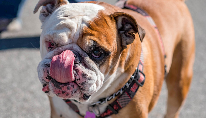 PS15-2018-0327-mns-pet-fair