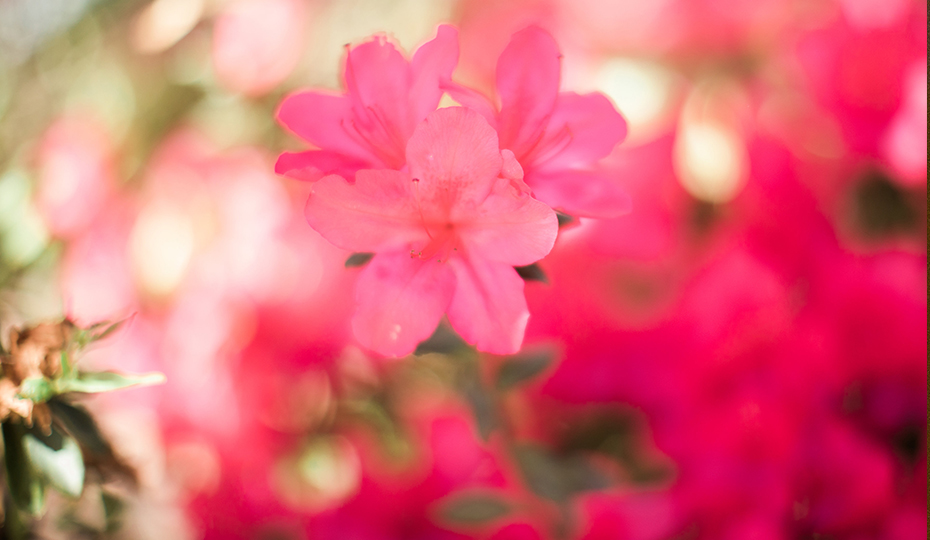 2018-0405-Azalea-flower