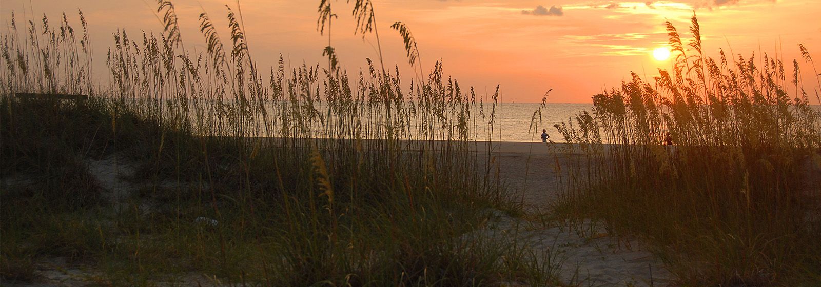 How sea oats make beautiful beaches possible 