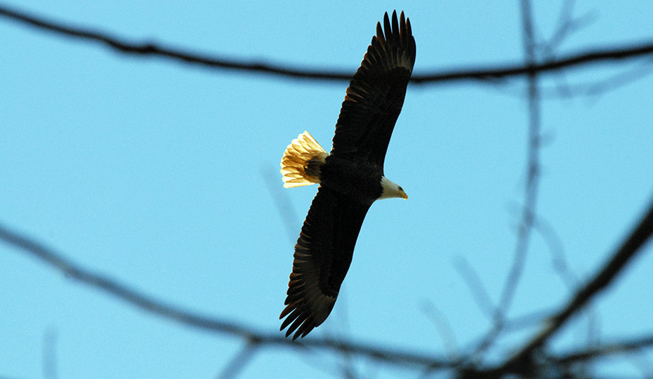 2019-0313-eagle-inflight