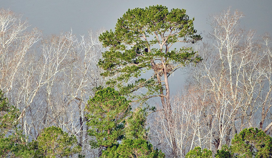 2019-0313-eagle-trees