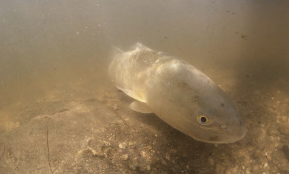 2019-0320-Redfish-8