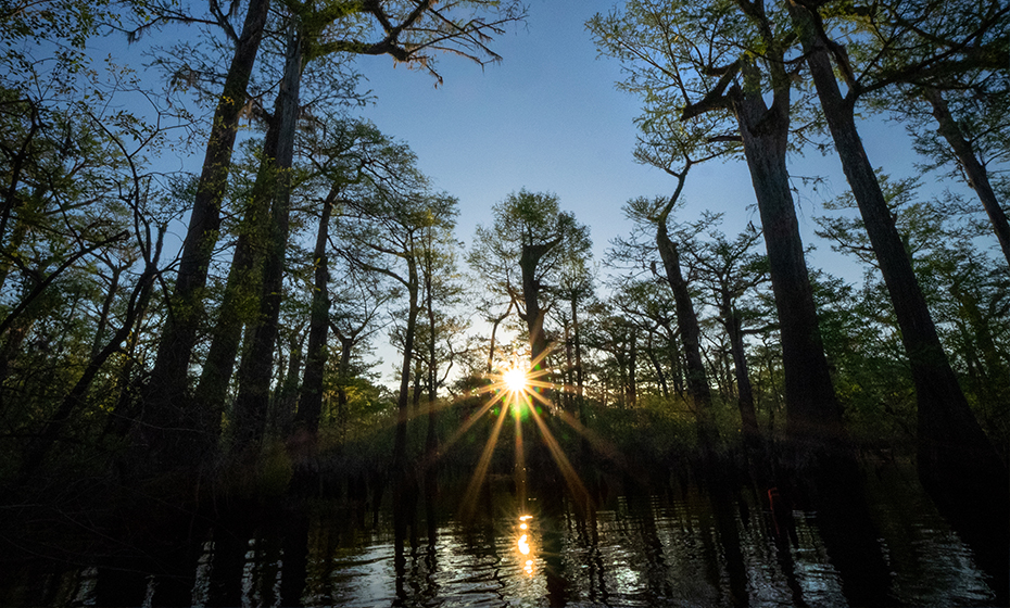 2019-0618-Oldest-Trees-1
