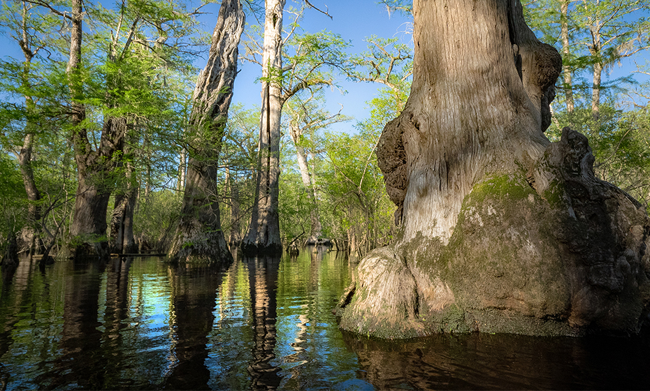 2019-0618-Oldest-Trees-3