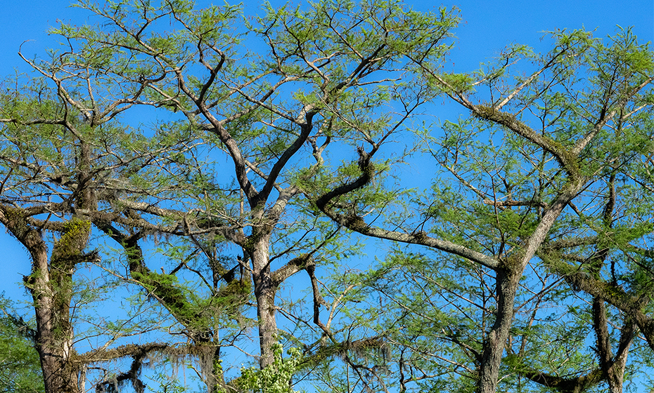 2019-0618-Oldest-Trees-4