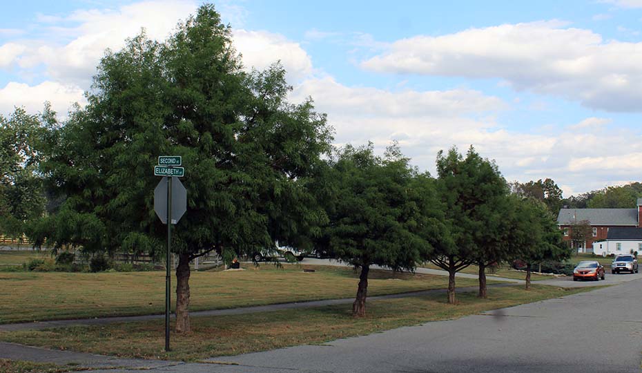 2020-0311-trees-revisit26