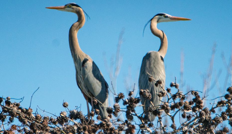 2020-04-heron-33-hero