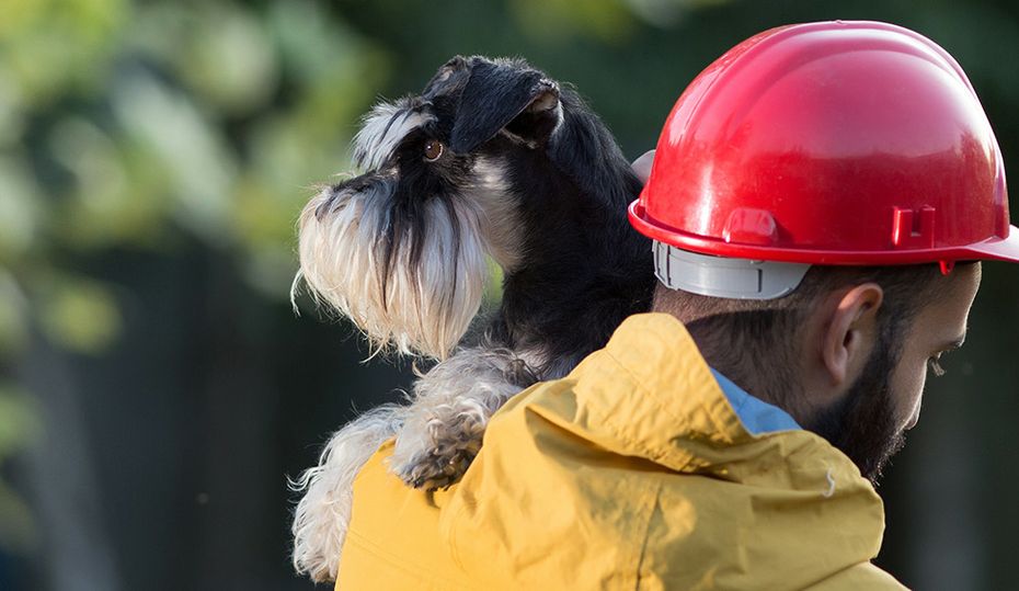 2020-0921-pets-hero
