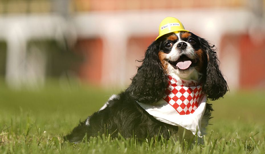 2020-0112-NestlePurina-Hero