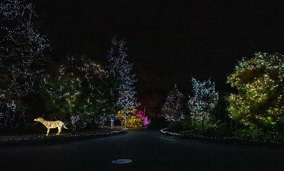 2021-1130-Cincinnati-Zoo-Lights-930-1