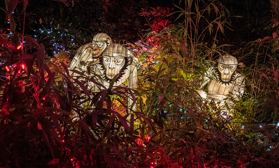 2021-1130-Cincinnati-Zoo-Lights-930-2