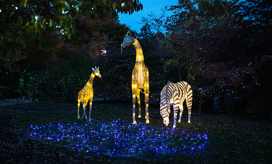 Go wild for the holidays at the Cincinnati Zoo | Duke Energy
