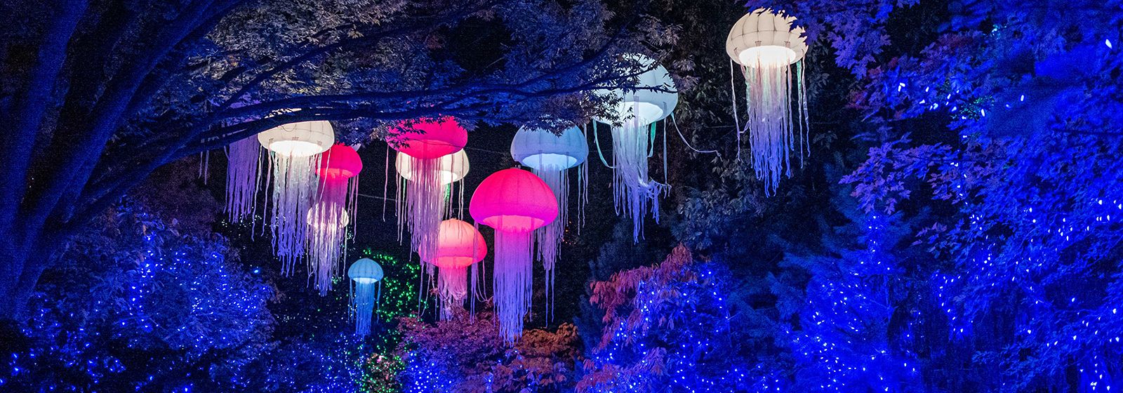 Go wild for the holidays at the Cincinnati Zoo