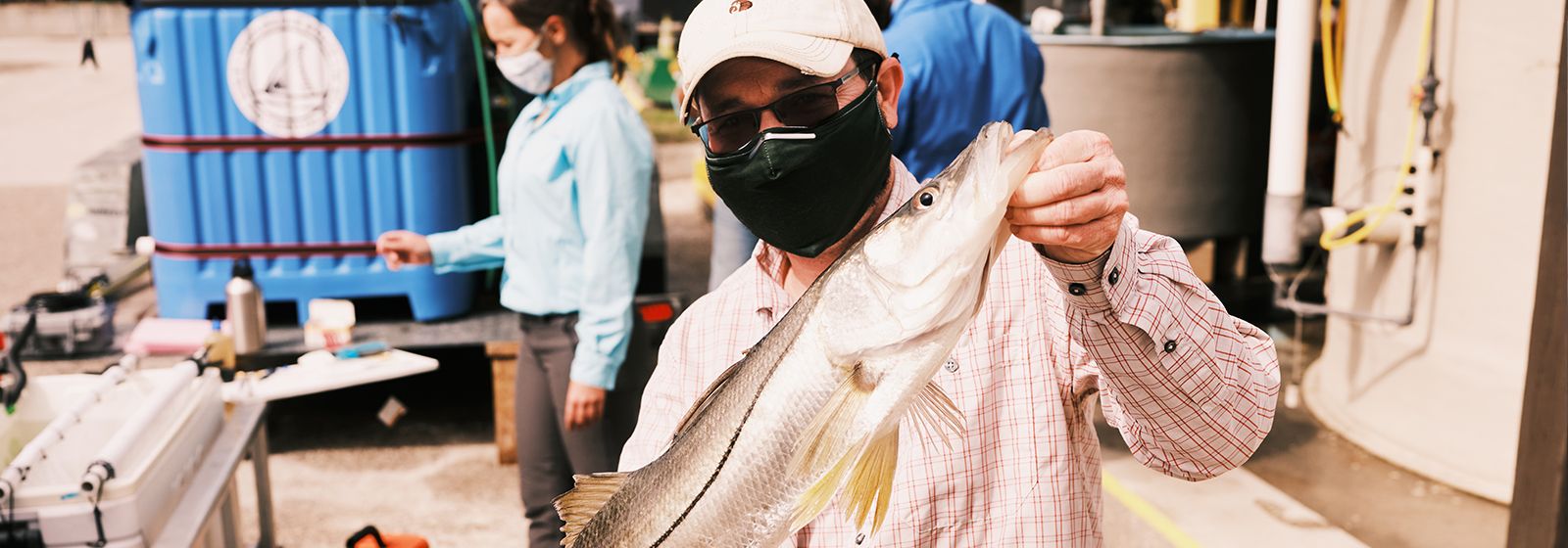 Snook are moving north, and scientists want to know why