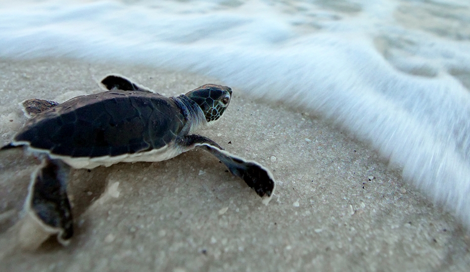 2022-1116-turtles-waldorff-hero