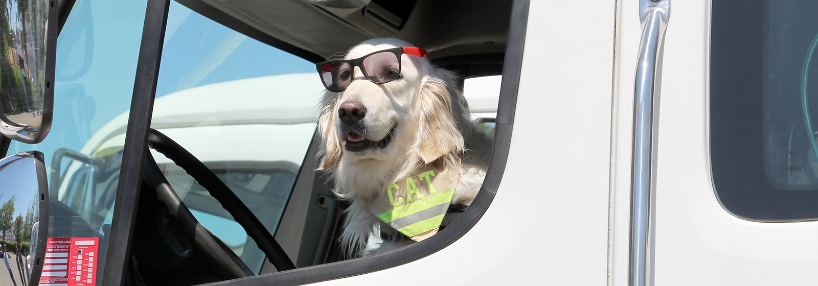How Cat the therapy dog helps when firefighters need her most