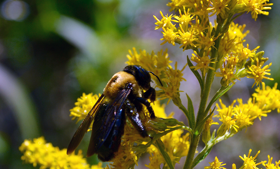 2023-1206-endangered-bees