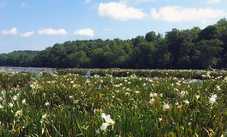 2023-1206-endangered-lillies
