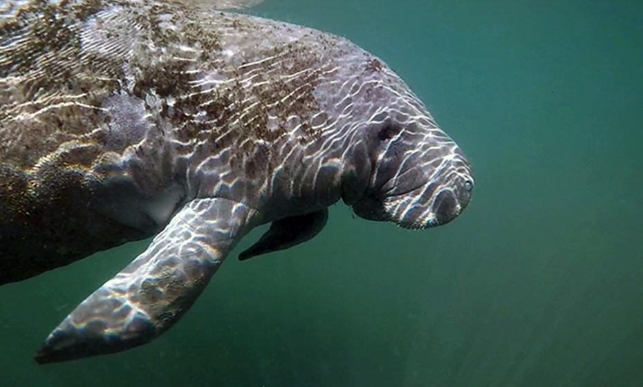 2023-1206-endangered-manatee