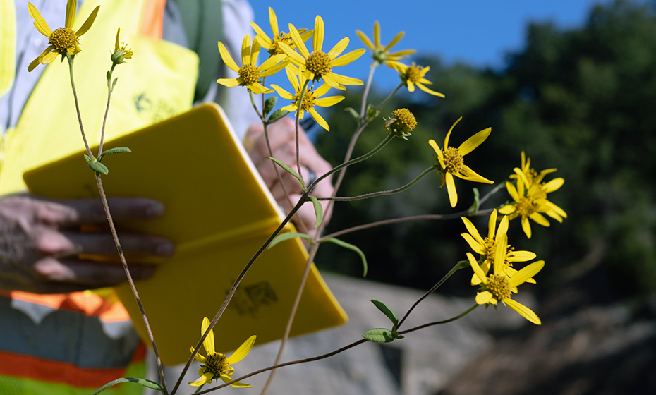 2023-1206-endangered-sunflowers