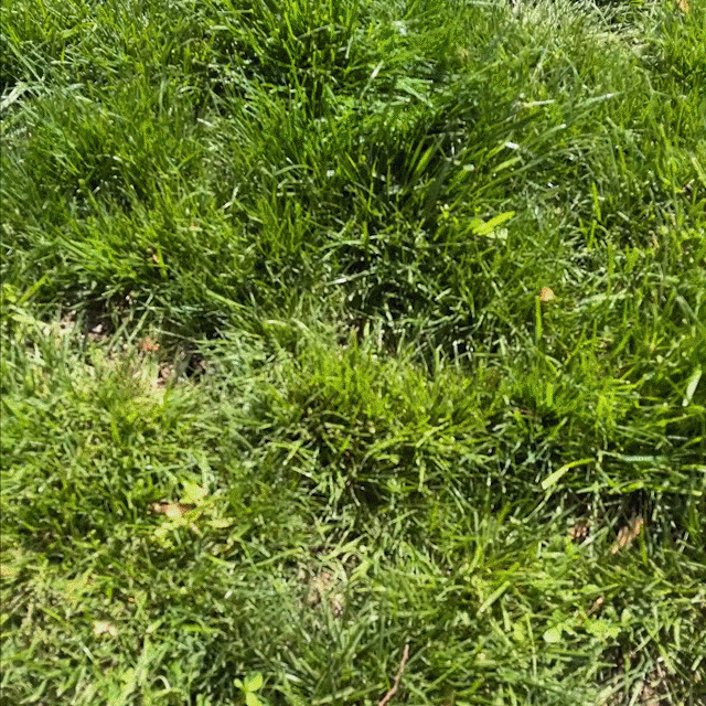 2023-0705-older-trees-gif