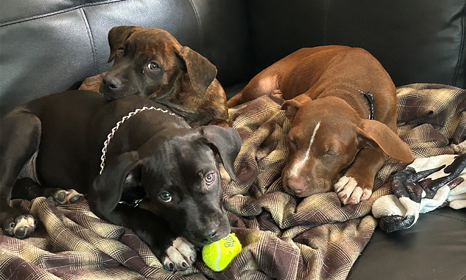 2023-0925-puppies resized