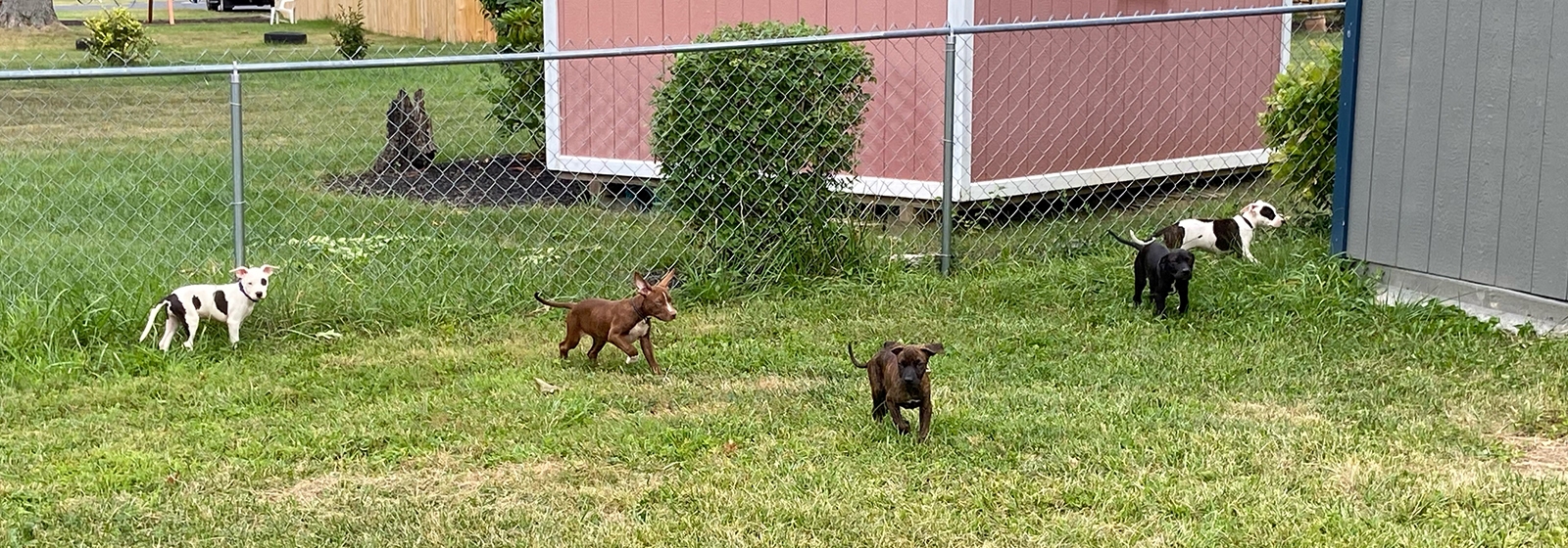 Chris Frank helps save a litter of puppies after Hurricane Idalia