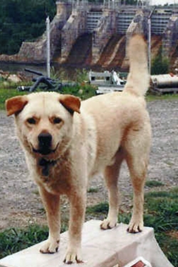 Elvis, the last hydro dog