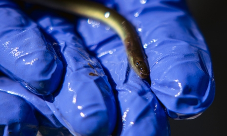 American-eel