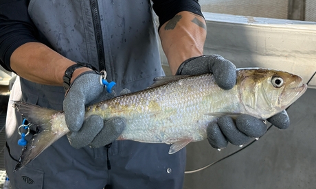 American-shad