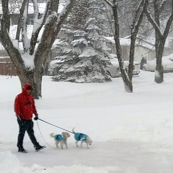 Walking+dogs+in+the+snow