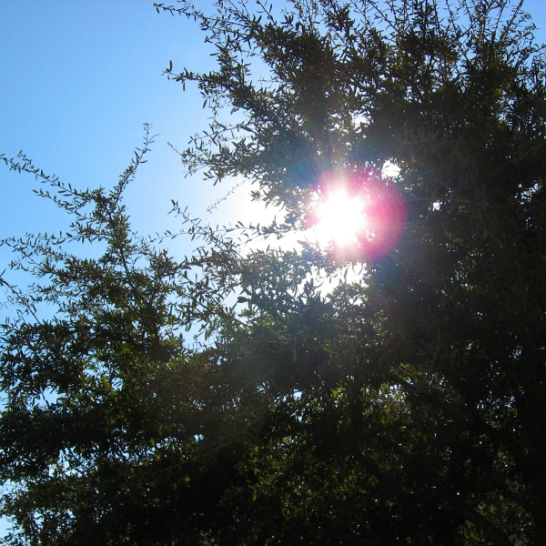 PIC-Sunshine