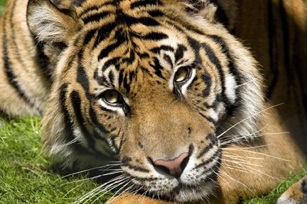 KANSAS CITY ZOO, TIGER