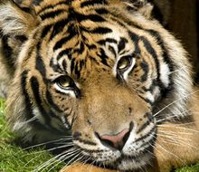 KANSAS CITY ZOO, TIGER