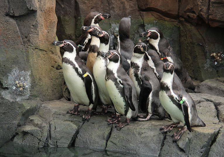 Kansas City Zoo