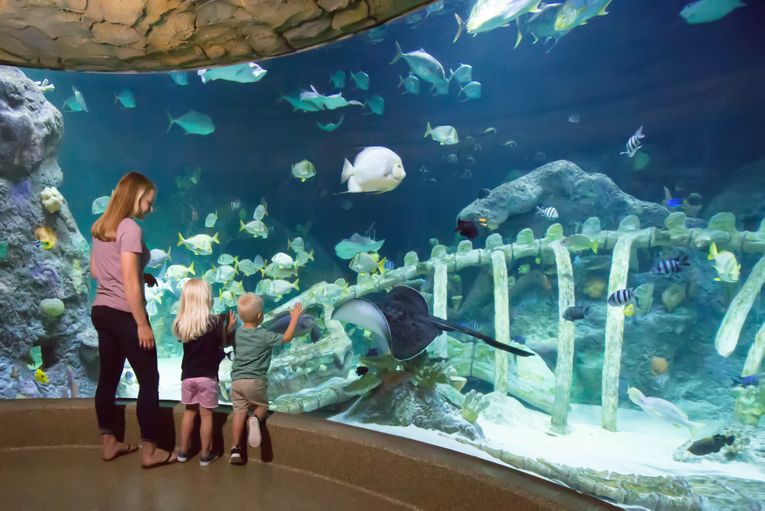 SEA LIFE Kansas City Aquarium